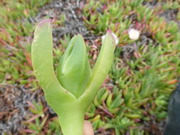 Plancia ëd Carpobrotus chilensis (Molina) N. E. Br.