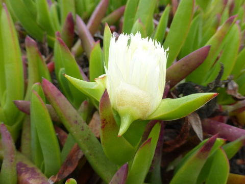 Imagem de Carpobrotus edulis (L.) N. E. Br.