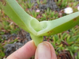 Image of ice plant