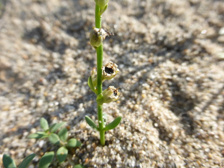 Image of Texas toadflax