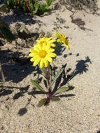 Senecio californicus DC. resmi