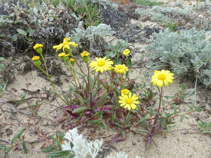 Senecio californicus DC. resmi