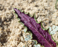 Senecio californicus DC. resmi