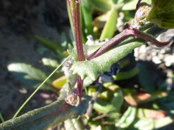 Senecio californicus DC. resmi