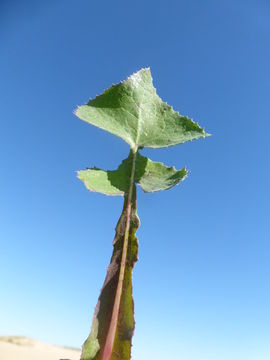 Imagem de Sonchus oleraceus L.