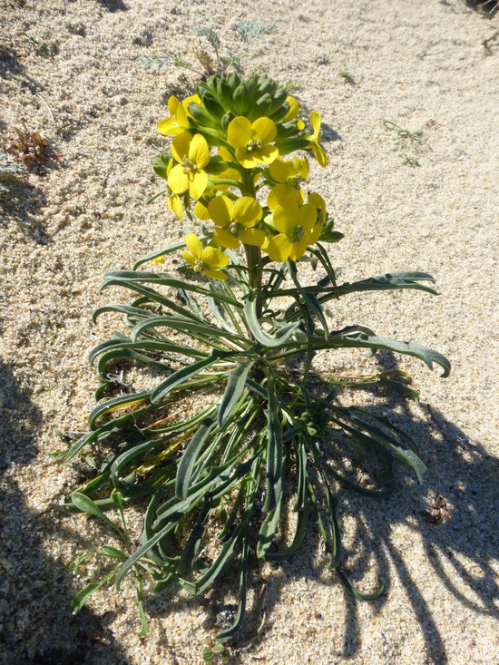 Image of coast wallflower