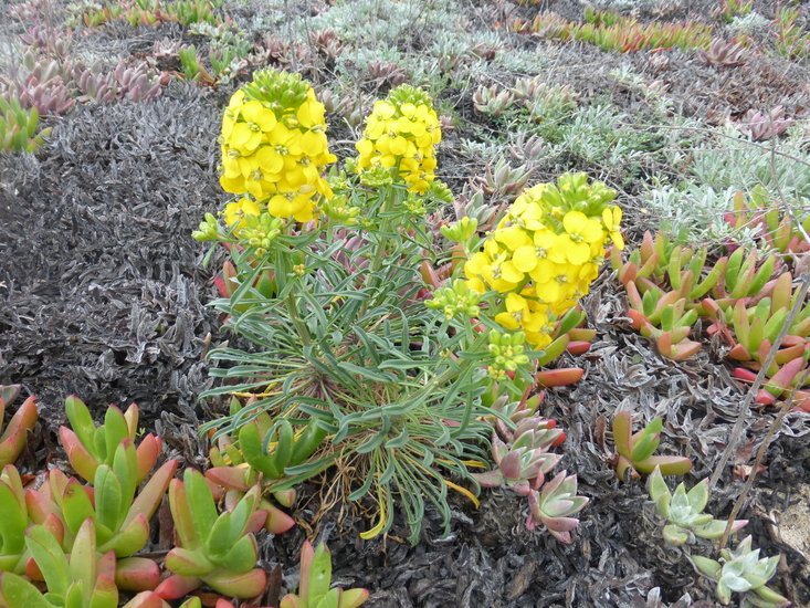 Image of coast wallflower