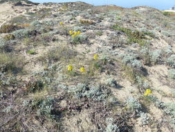 Image de Erysimum ammophilum A. Heller