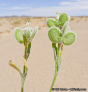 Image of California shieldpod