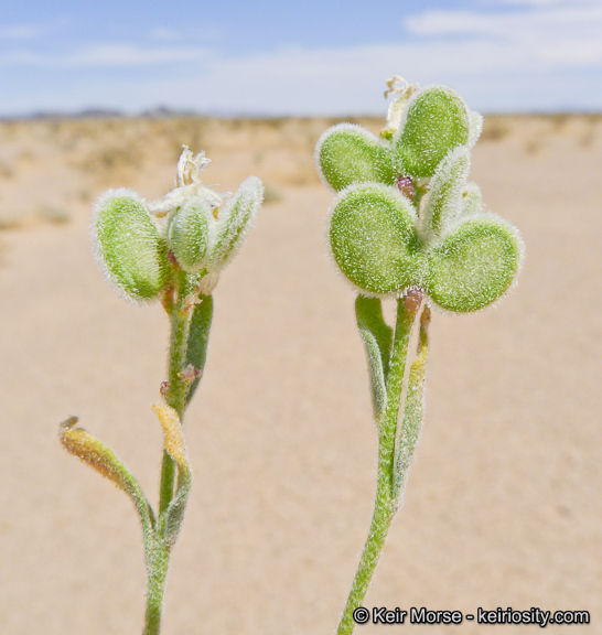 Dithyrea californica Harv.的圖片