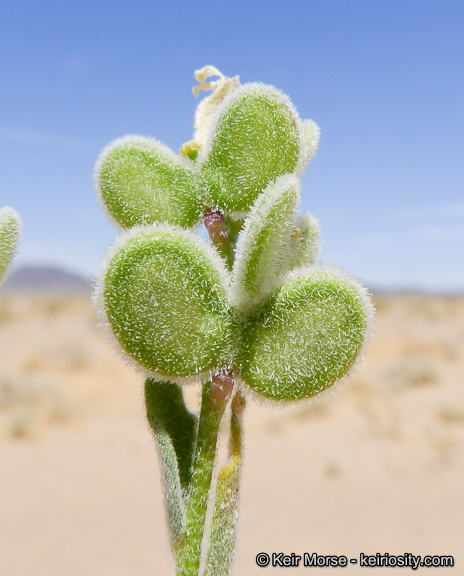 Image of California shieldpod