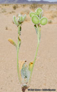 Image of California shieldpod