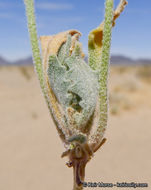 Image of California shieldpod