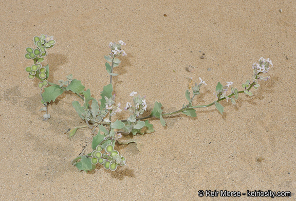 Image of California shieldpod