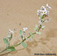 Dithyrea californica Harv.的圖片