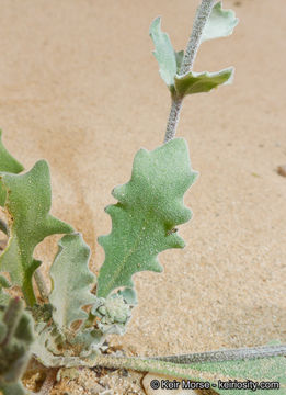 Image of California shieldpod