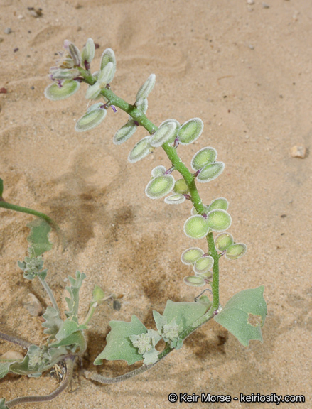 Image of California shieldpod