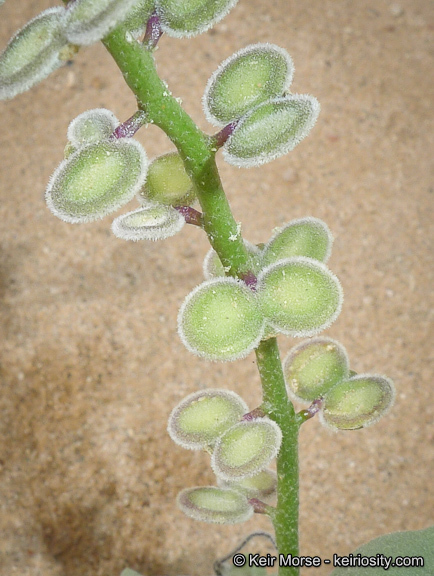 Image of California shieldpod