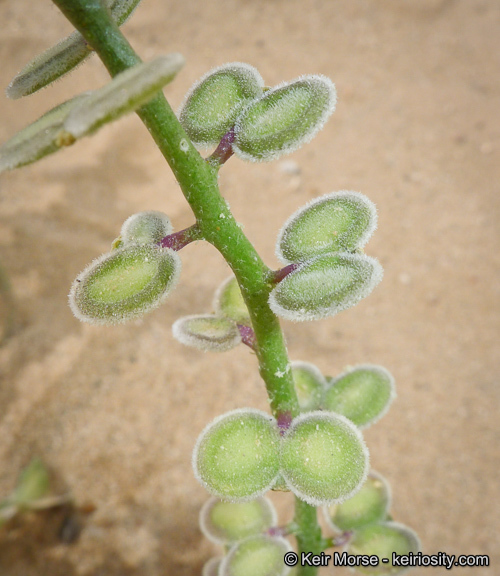 Dithyrea californica Harv.的圖片