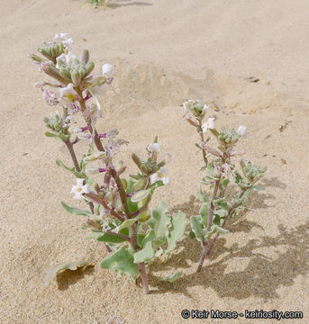 Image of California shieldpod