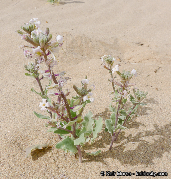 Dithyrea californica Harv.的圖片