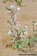 Image of California shieldpod