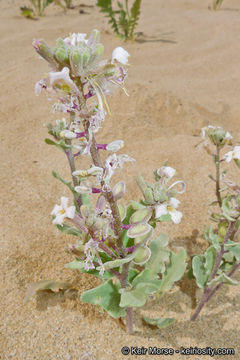 Image of California shieldpod