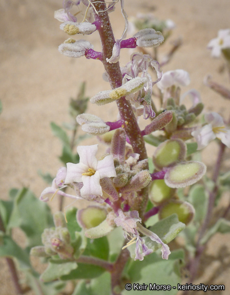 Dithyrea californica Harv.的圖片