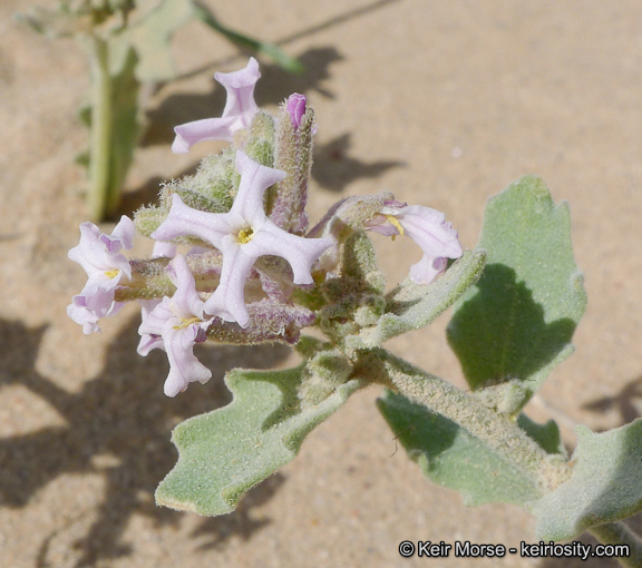 Dithyrea californica Harv.的圖片