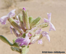 Dithyrea californica Harv.的圖片