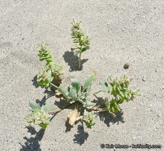 Image of California shieldpod