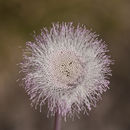 Hofmeisteria crassifolia S. Wats. resmi