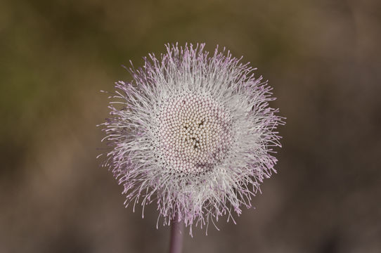 Hofmeisteria crassifolia S. Wats.的圖片