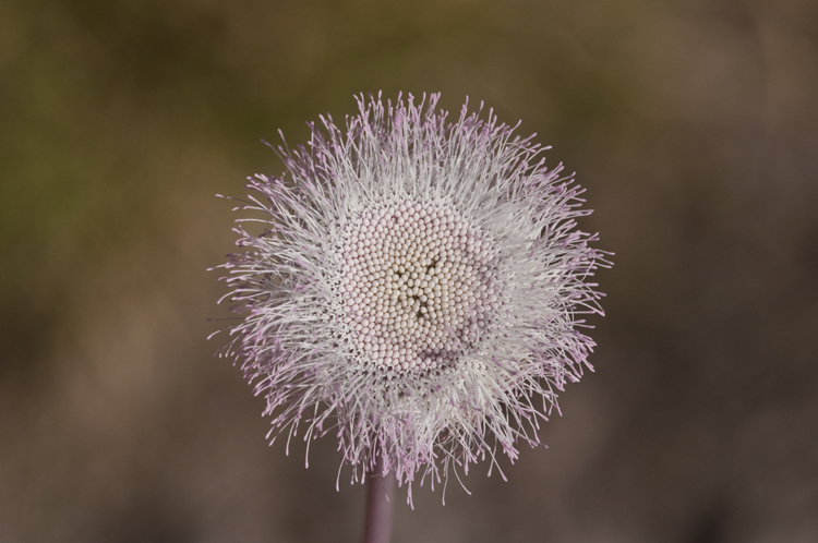 Plancia ëd Hofmeisteria crassifolia S. Wats.