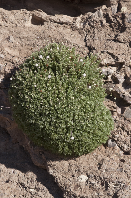 Plancia ëd Hofmeisteria crassifolia S. Wats.