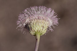 Plancia ëd Hofmeisteria crassifolia S. Wats.