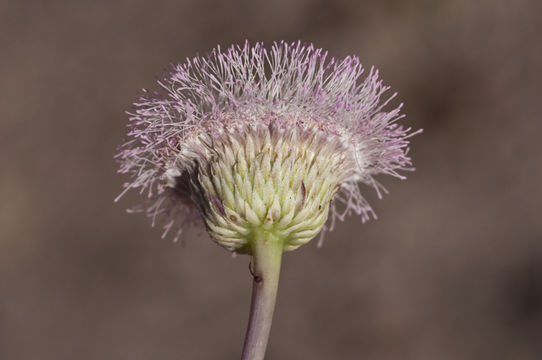 Image of Hofmeisteria crassifolia S. Wats.