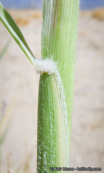 Image of big galleta