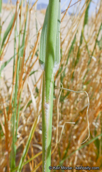 Image of big galleta