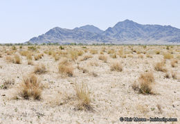 Image of big galleta