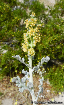 Ambrosia dumosa (A. Gray) Payne的圖片