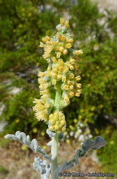 Ambrosia dumosa (A. Gray) Payne的圖片