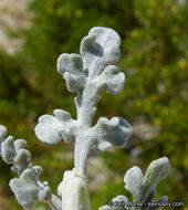 Ambrosia dumosa (A. Gray) Payne的圖片