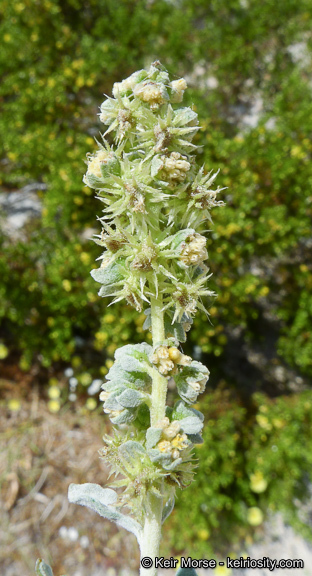Ambrosia dumosa (A. Gray) Payne的圖片