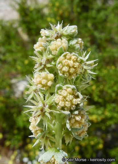 Ambrosia dumosa (A. Gray) Payne的圖片