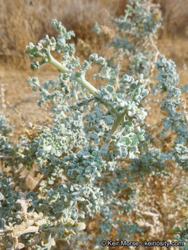 Ambrosia dumosa (A. Gray) Payne的圖片