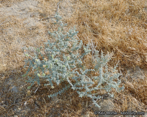 Ambrosia dumosa (A. Gray) Payne的圖片