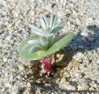 Image of purple desert lupine