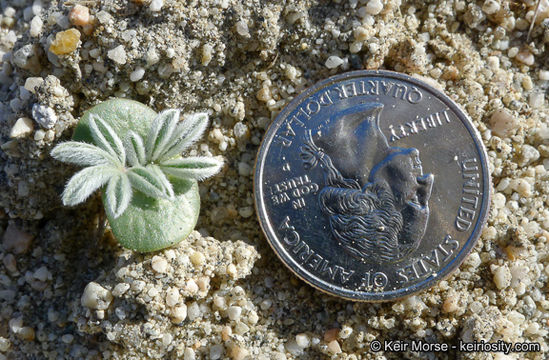 Plancia ëd Lupinus shockleyi S. Watson