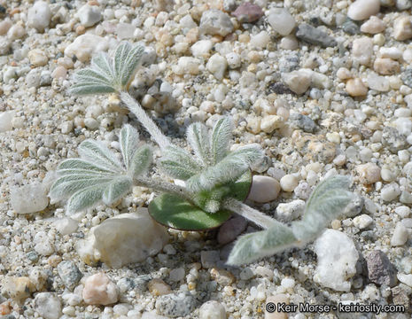 Plancia ëd Lupinus shockleyi S. Watson